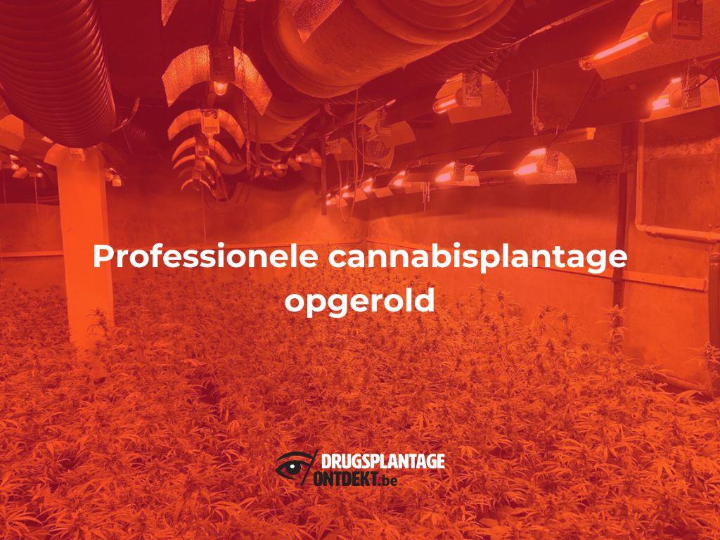 Ekeren - Professionele cannabisplantage opgerold